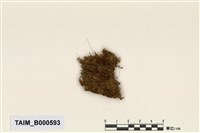 藏品(淡色同葉苔)的圖片